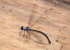 Austroargiolestes elke