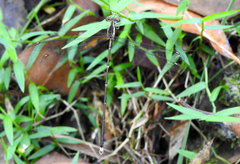 Episynlestes albicaudus