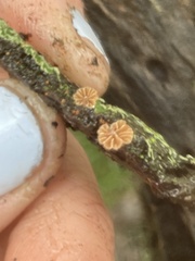 Phaeomarasmius rimulincola