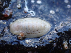 Ischnochiton