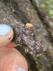 Phaeomarasmius rimulincola