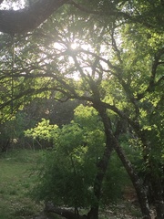 Acer grandidentatum