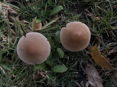 Candolleomyces candolleanus
