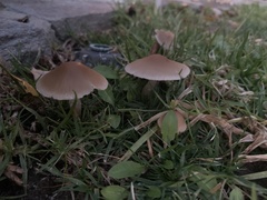Candolleomyces candolleanus