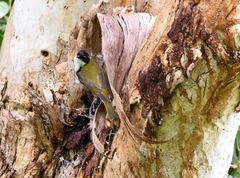 Melithreptus lunatus
