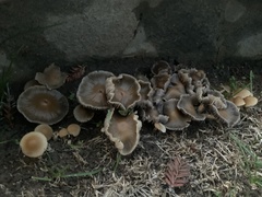 Candolleomyces candolleanus