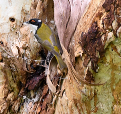 Melithreptus lunatus
