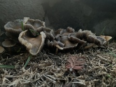 Candolleomyces candolleanus
