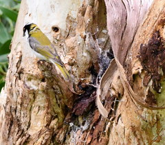 Melithreptus lunatus