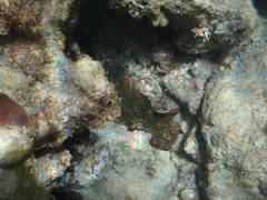 Lebrunia neglecta