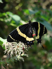 Papilio garamas garamas