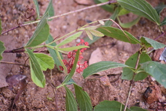 Cissus erosa