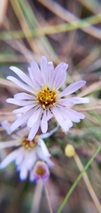 Symphyotrichum walteri