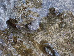 Cenchritis muricatus