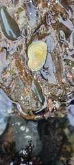 Cadlina