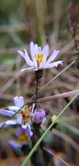 Symphyotrichum walteri