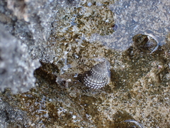 Cenchritis muricatus