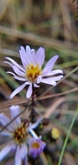 Symphyotrichum walteri