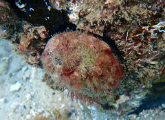 Haliotis rubra