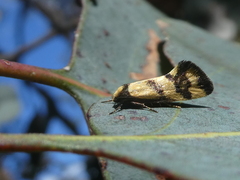 Olbonoma triptycha