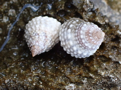Cenchritis muricatus