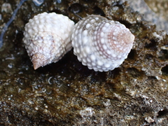 Cenchritis muricatus