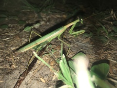 Coptopteryx argentina