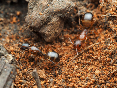 Camponotus subbarbatus
