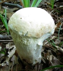 Hypomyces chlorinigenus