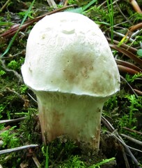 Hypomyces chlorinigenus