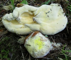 Hypomyces chlorinigenus