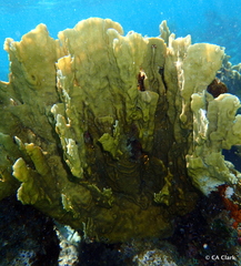 Millepora complanata
