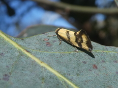 Olbonoma triptycha