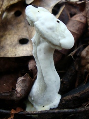 Hypomyces chlorinigenus