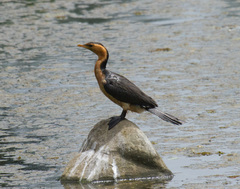 Microcarbo melanoleucos