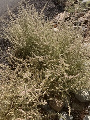 Salsoleae
