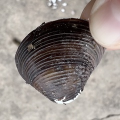Corbicula fluminea
