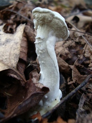 Hypomyces chlorinigenus