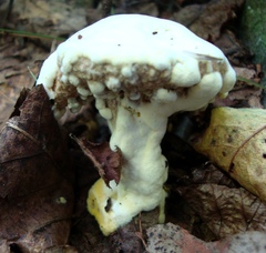 Hypomyces microspermus