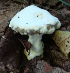 Hypomyces microspermus