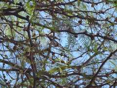 Microspingus torquatus