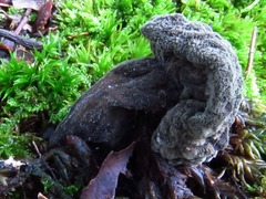 Hypomyces melanocarpus