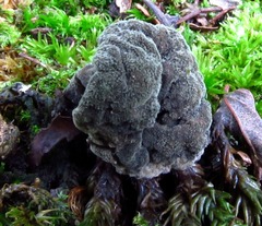 Hypomyces melanocarpus
