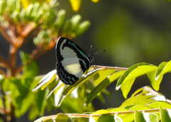 Psychonotis caelius