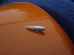 Crambus albellus