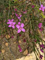 Boronia spathulata