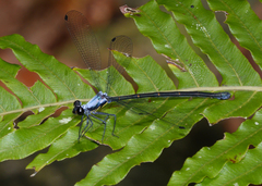 Austroargiolestes elke