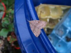 Phalaenostola metonalis