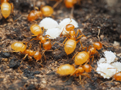 Acanthomyops