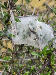 Dolomedes